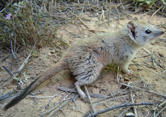The Crest-tailed Mulgara was once widely distributed across sandy deserts in inland Australia. (Photo: Reece Pedler)