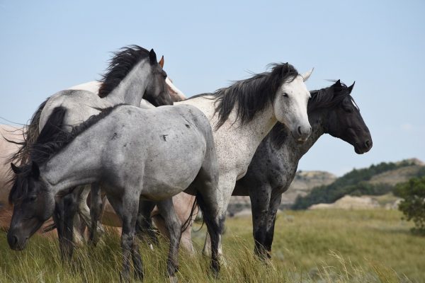 Getting to see magnificent mustangs and wild horses run in the wild on their own free will is an experience. (Image: pixabay / CC0 1.0)
