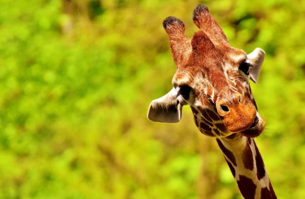 Feed the giraffes, or pick any activity you like to spend the day amidst nature. (Image: pixabay / CC0 1.0)
