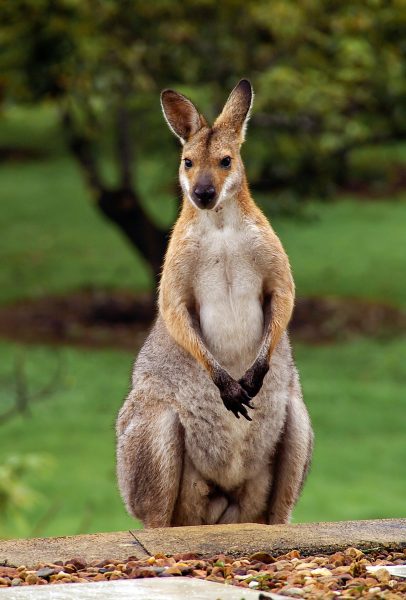 There was no one around but the kangaroos who inhabited the large park and the gardens.