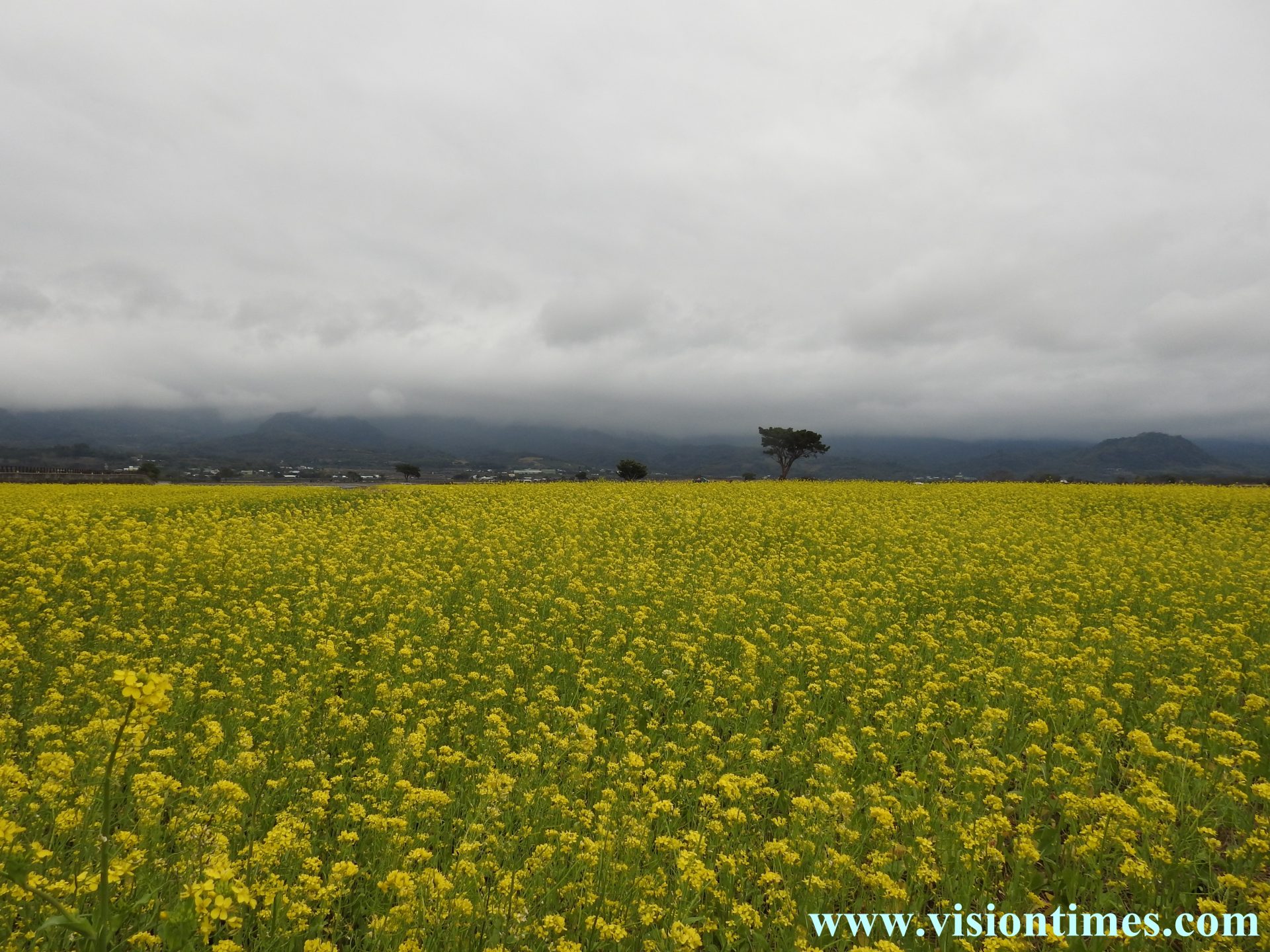 Rice paddies in Chihshang are filled with numerous yellow canola flowers (油菜花) from December to February. (Image: Julia Fa / Vision Times)