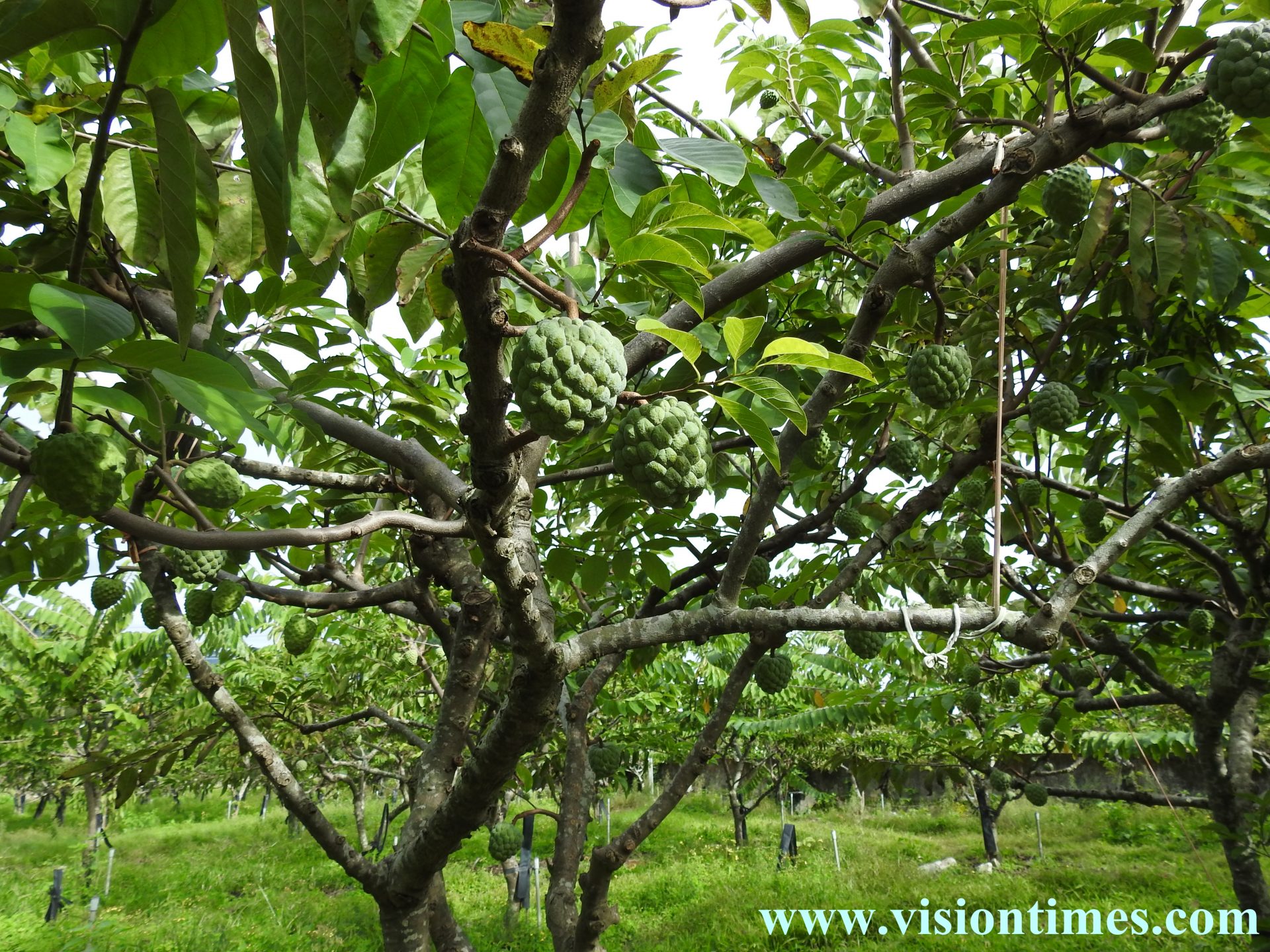 Taiwan is currently the largest sugar apple cultivating country in the world. (Image: Billy Shyu / Vision Times)