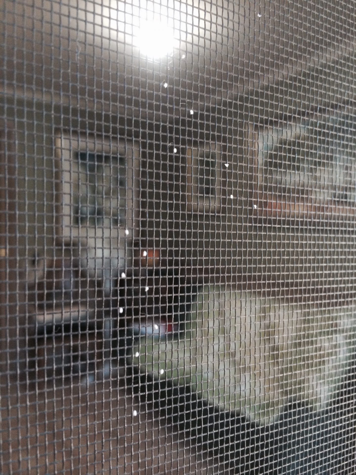 Udumbara flowers growing on flyscreen door.