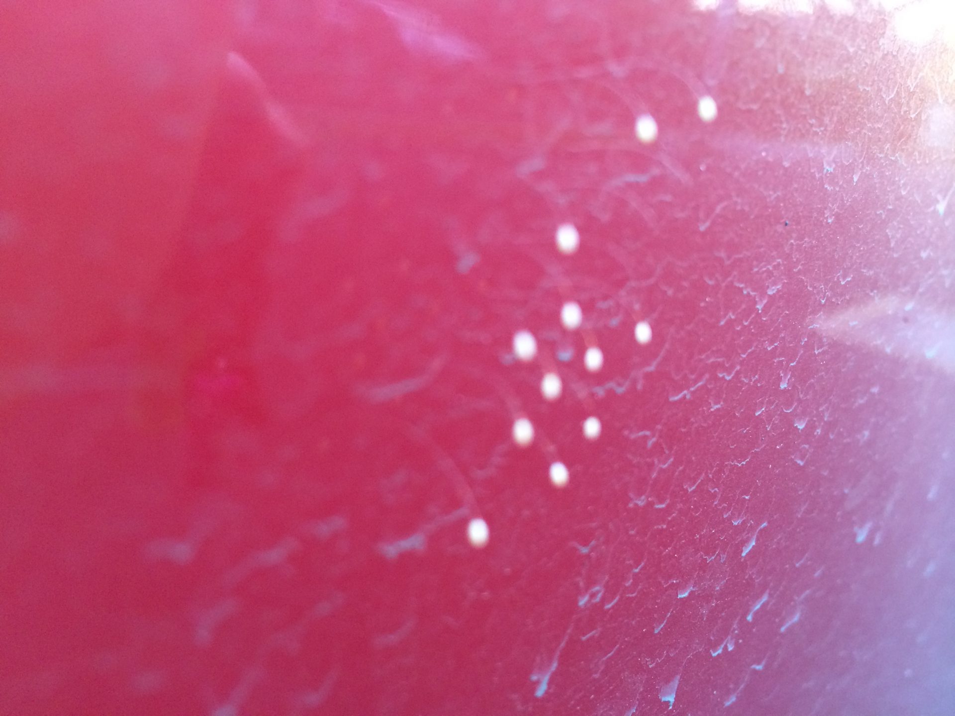 Udumbara flowers growing on my car.