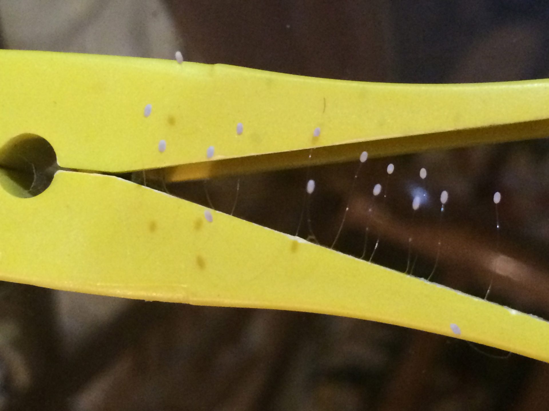 Udumbara flowers growing on a peg.