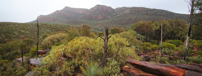 The Adnyamathanha people were the original inhabitants of the land. (Image: Courtesy Ikara-Flinders Ranges National Park / CC0 1.0)