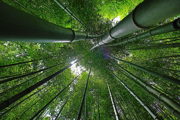 The silky material known as organic bamboo is actually viscose rayon made from bamboo fibers. (Image: pixabay / CC0 1.0)