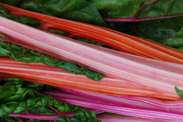 Asian medicinal rhubarb has long been known to possess health benefits and has been used in Chinese medicine for thousands of years. (Image: pixabay / CC0 1.0) 