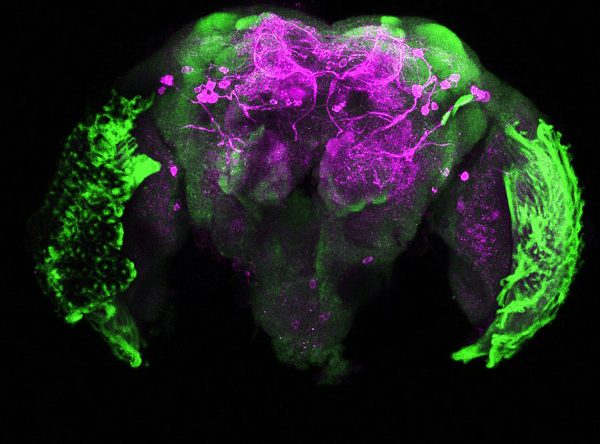 Dopamine staining in the brain of an Aedes aegypti mosquito. (Credit: Gabriella Wolff)