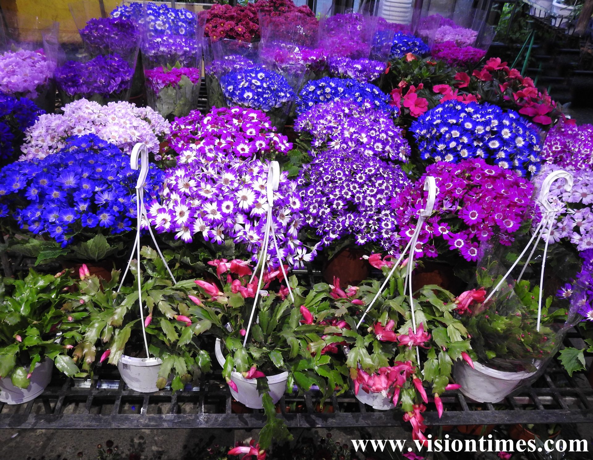 Jianguo Holiday Flower Market is vibrant with a massive variety of beautiful flowers. (Image: Billy Shyu / Vision Times)