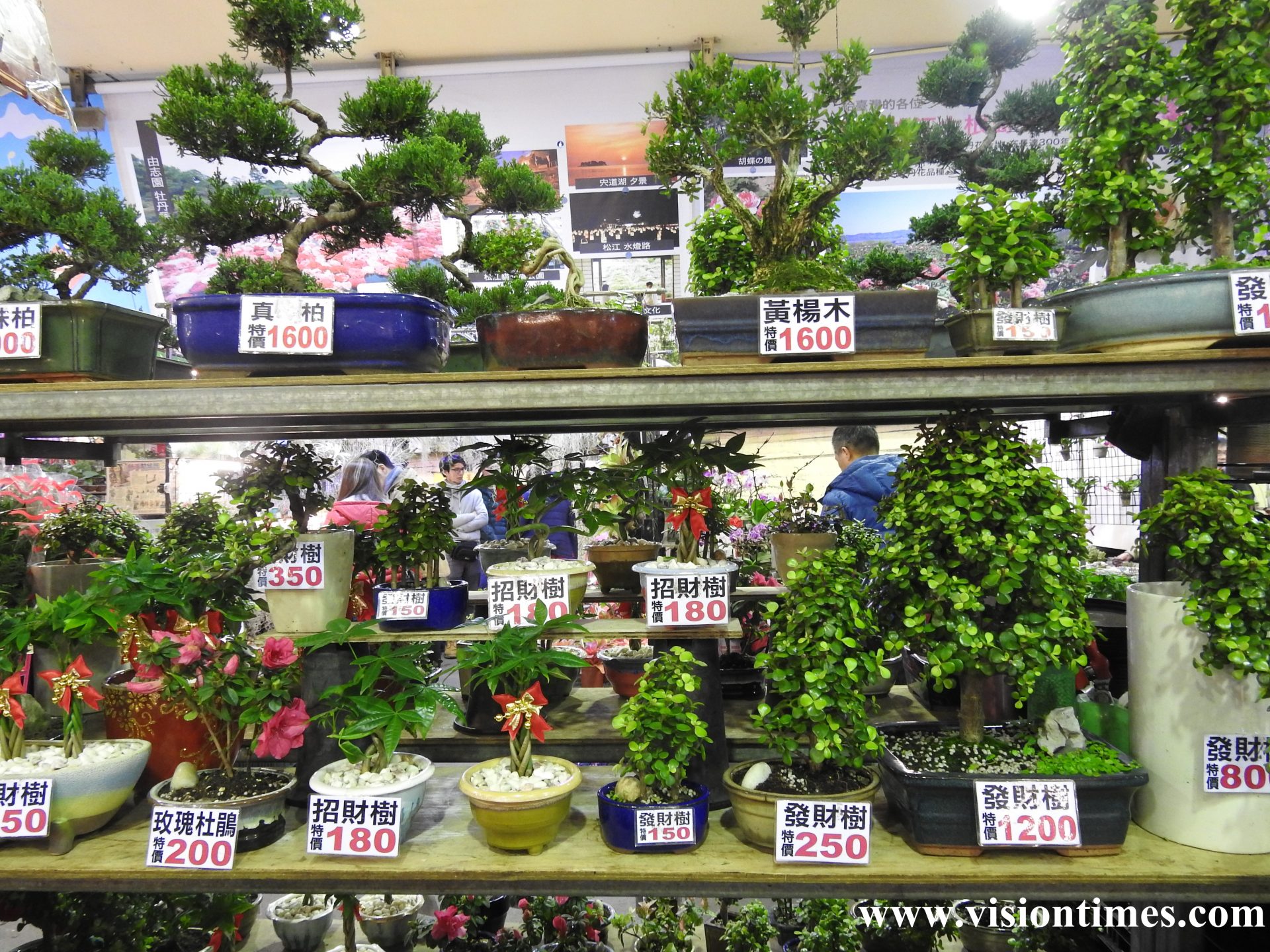 There are many bonsai trees at Jianguo Holiday Flower Market for visitors to choose from. (Image: Billy Shyu / Vision Times)
