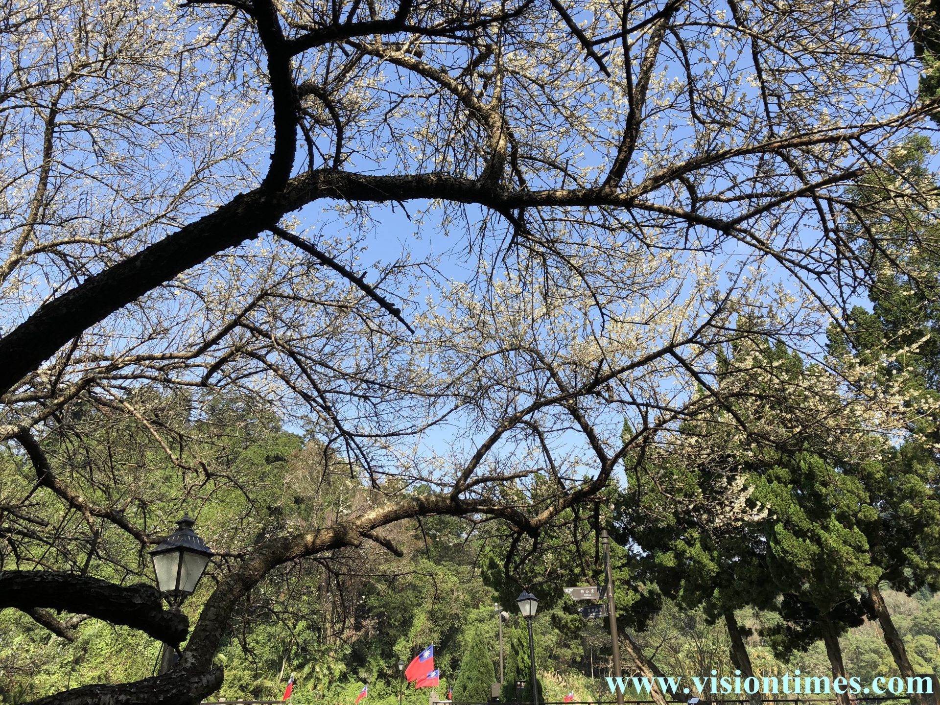 The plum blossom at Cihu Mausoleum (慈湖陵寑) (Image: Julia Fu / Vision Times)