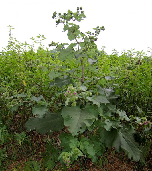 The mineral profile of burdock is one that is effective primarily in the kidneys and sciatic nerves.