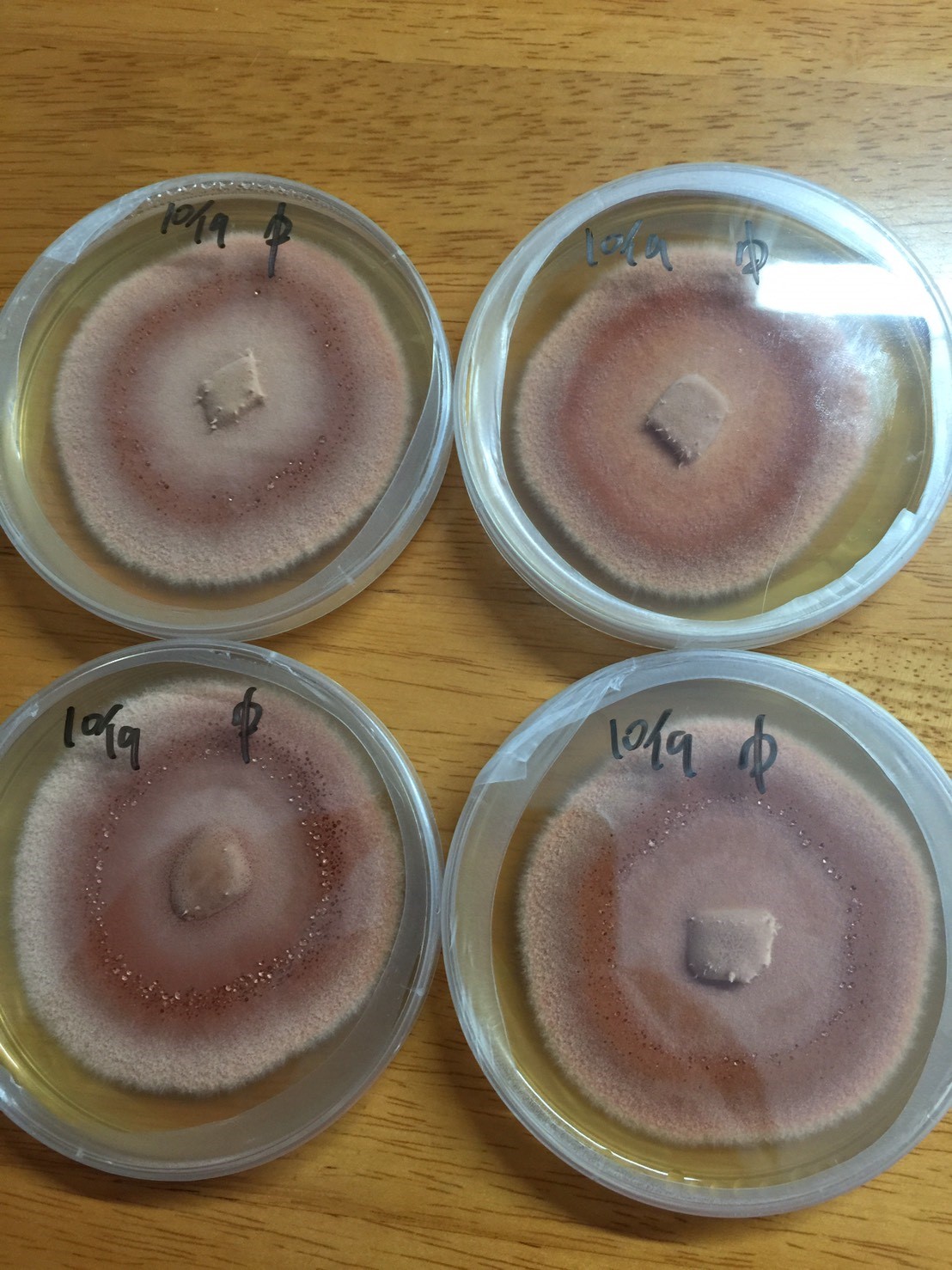 Niu Zhang Mushroom growth on agar plate. (Image courtesy of 3i Agricultural BioTech Group)