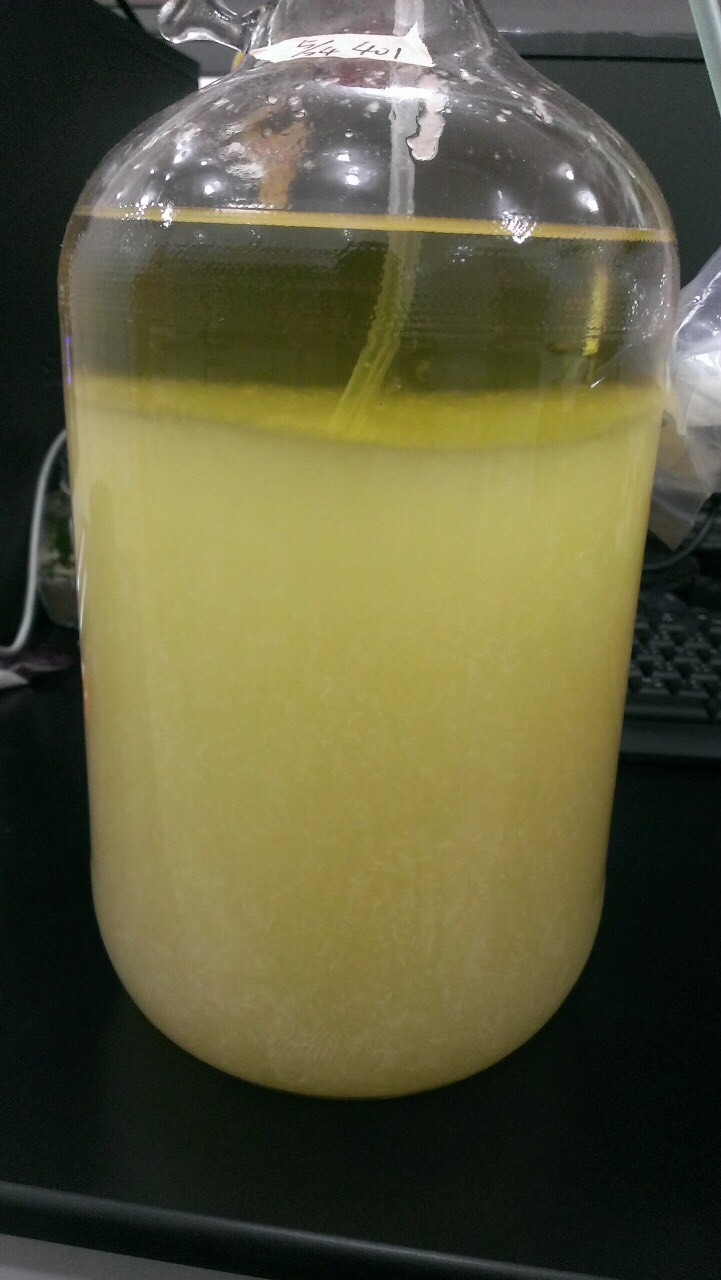 Niu Zhang Mushroom growth in liquid broth. (Image Courtesy of 3i Agricultural BioTech Group)