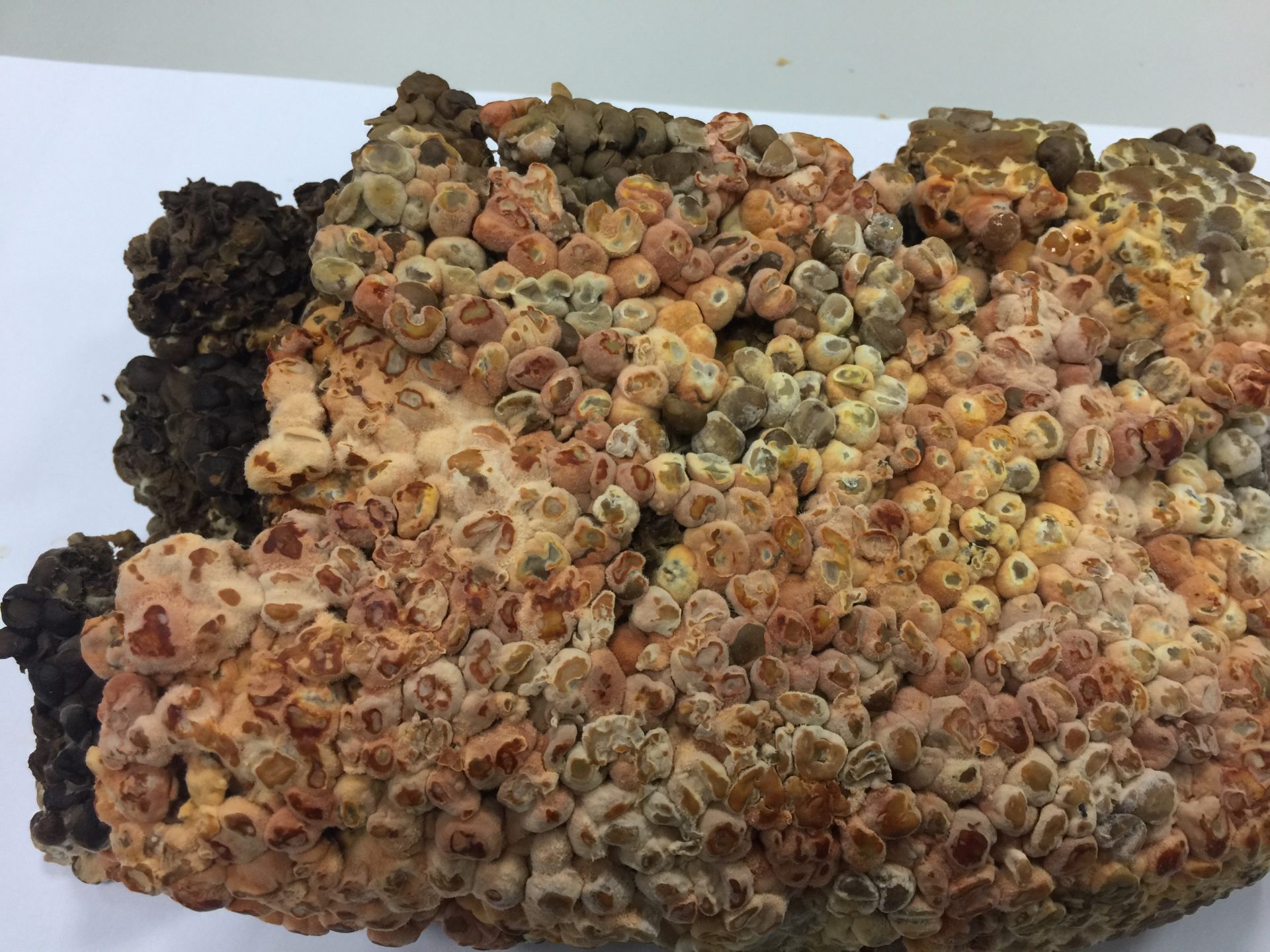 Niu Zhang Mushroom growth on solid culture (Image: Courtesy of 3i Agricultural BioTech Group)