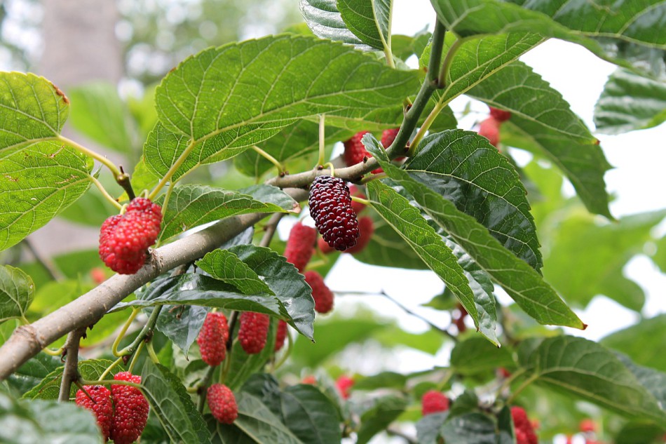 mulberry-2353908_1280