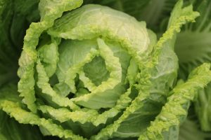 A cabbage head.