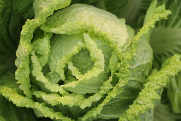 Mustard Chinese cabbage rolls made with pickled Chinese cabbage.