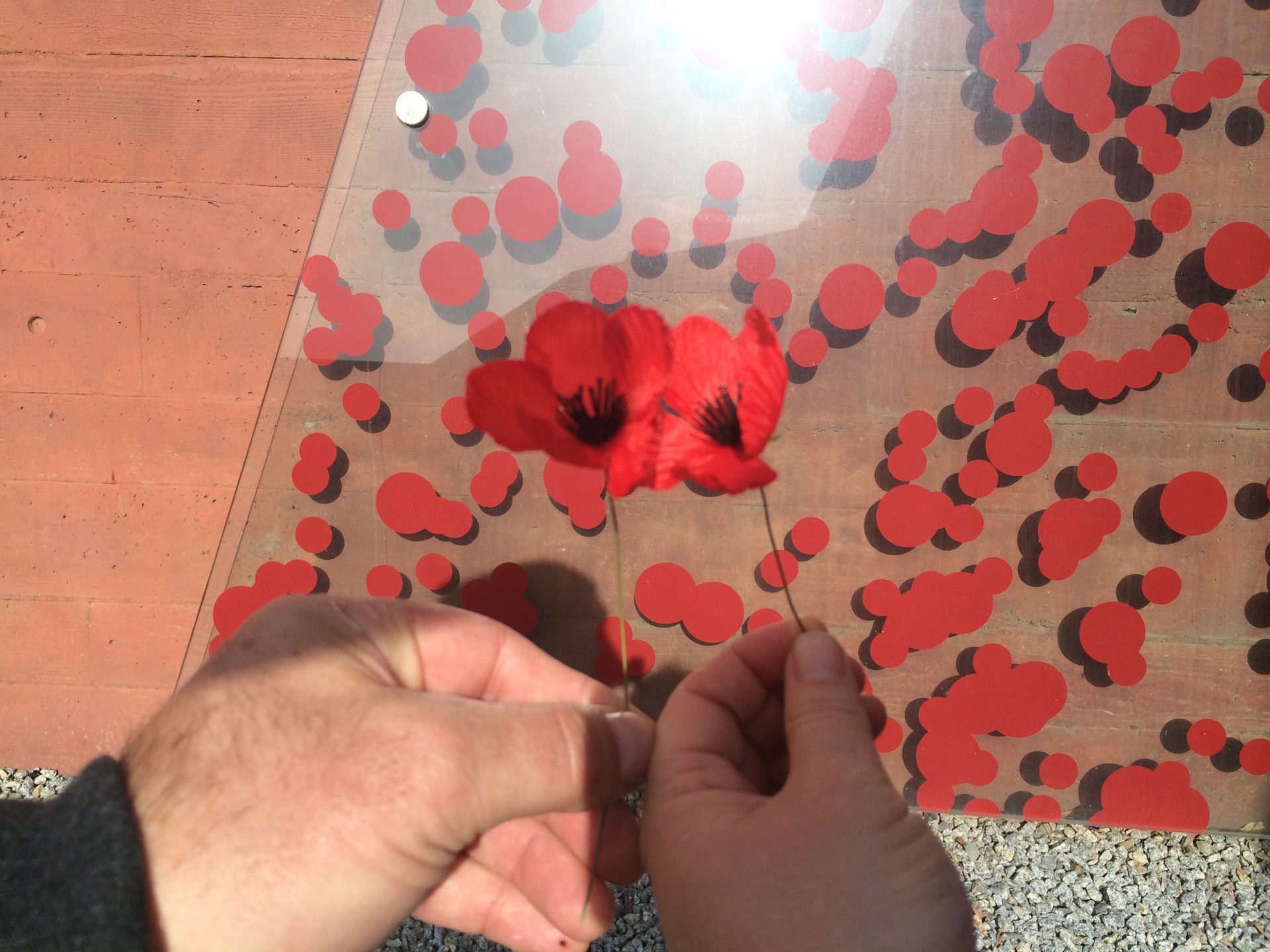 Photo by Trisha Haddock. Red Poppy shows rembrance of those who served in World War 1 and 2.