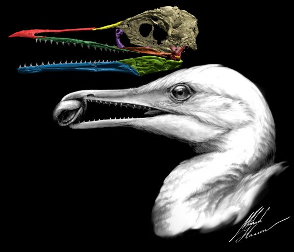Fossil reconstruction and illustration of Ichthyornis dispar. (Credit: Michael Hanson/Yale University)