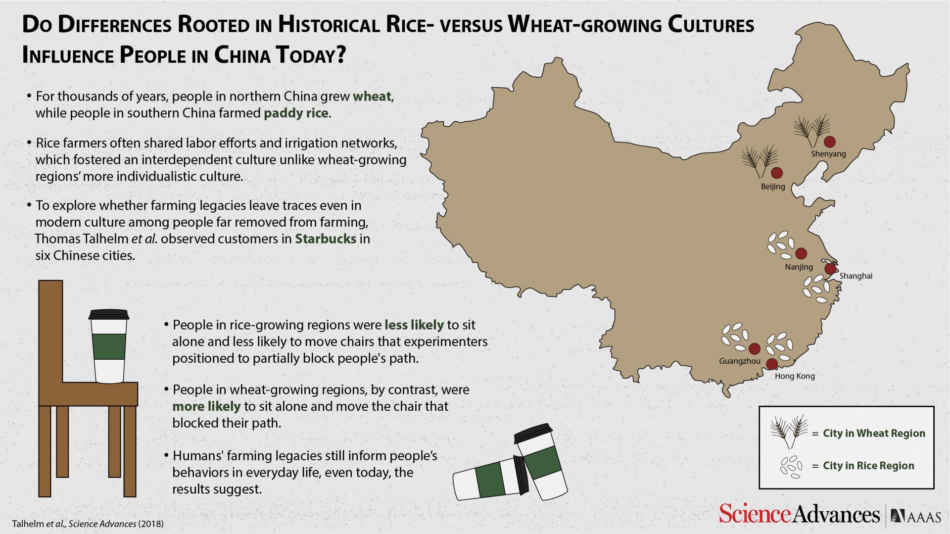 After observing the behaviors of customers in cafes in several modern Chinese cities, researchers report that people from rice-growing regions showed interdependent behaviors, like sitting in groups or squeezing themselves through narrowly placed chairs, whereas people from wheat-growing regions more often displayed individualistic behaviors, sitting alone or actively moving chairs that blocked their way. (Credit: Carla Schaffer / AAAS)