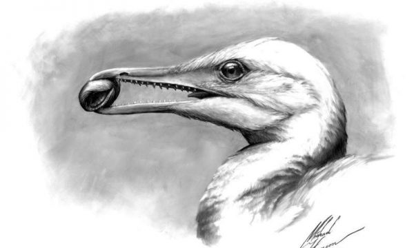Life reconstruction of the toothed stem bird Ichthyornis dispar showing that the first form of the avian beak was a precision pincer-tip probably used for fine manipulation. (Credit: Michael Hanson and Bhart-Anjan S. Bhullar)