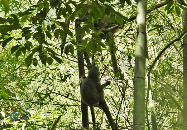 These monkeys never fail to find bamboo shoots in the forests around Sun Moon Lake.