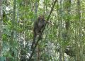Monkeys That Like to Eat Bamboo Shoots
