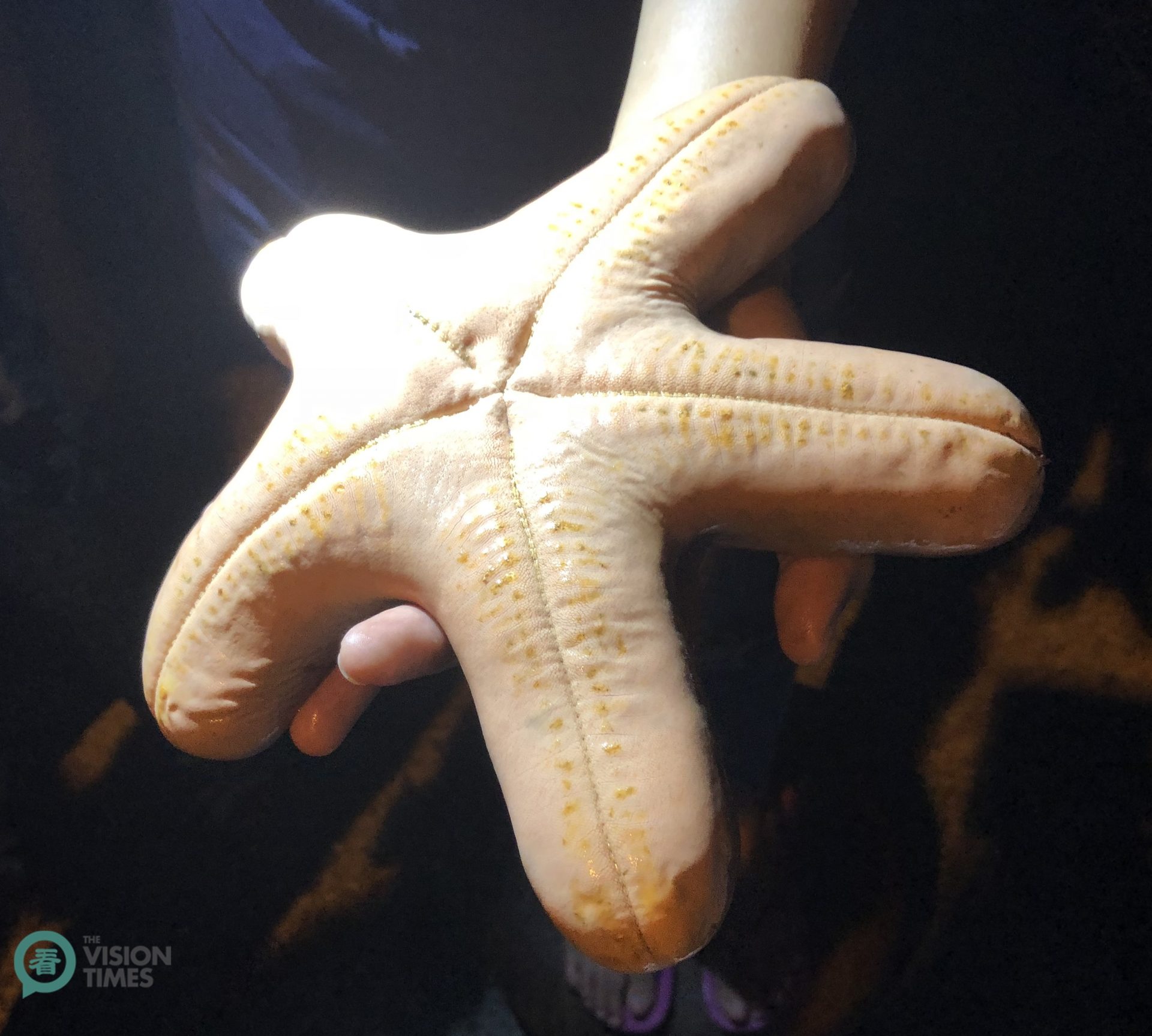 Visitors can have a guided night tour by scooter to see the intriguing yellow starfish. (Image: Billy Shyu / Vision Times)