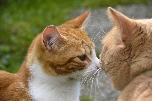 He is a family man and loves to spend time with his family and his cats, Kuro and Haru. (Image: pixabay / CC0 1.0)