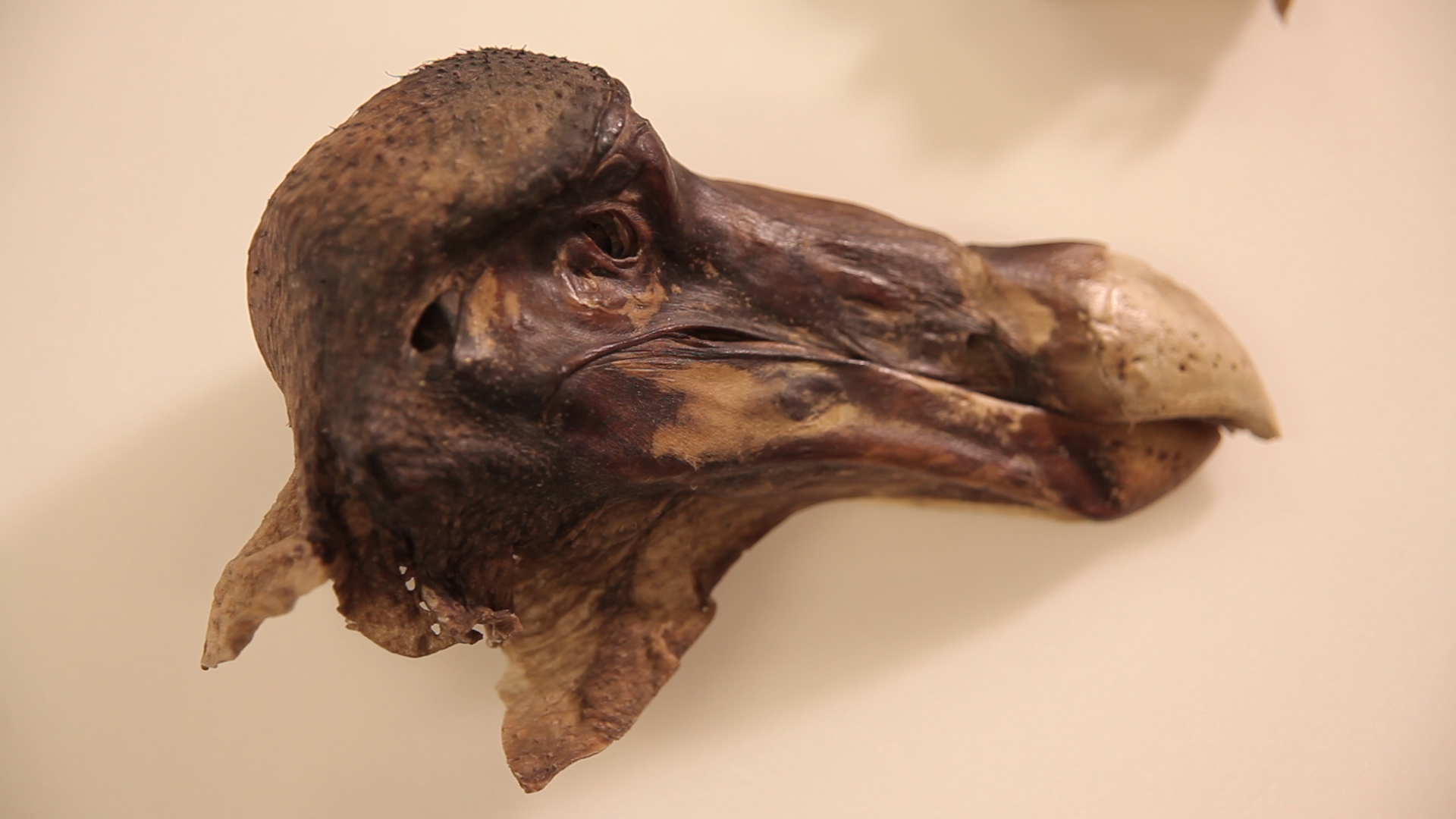 Held at Oxford University Museum of Natural History, the Oxford Dodo represents the most complete remains of a dodo collected as a living bird – the head and a foot – and the only surviving soft tissue anywhere in the world. (Credit: University of Warwick)
