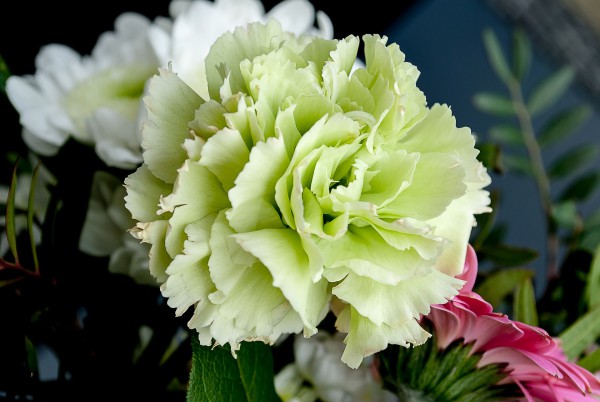 Adding some beer to the vase holding the flowers can keep them fresh for longer. (Image: pixabay / CC0 1.0)