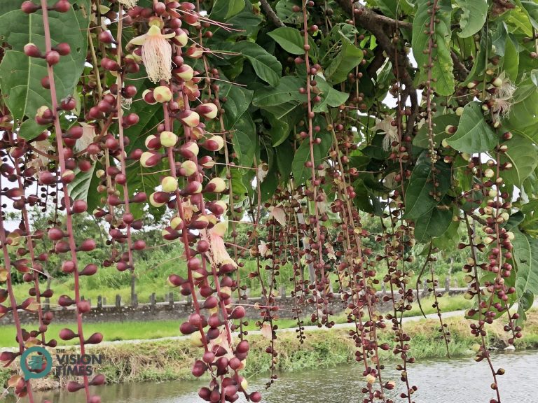 Summer is the best time to take in the stunning blossoms of Small-leaved Barringtonia in Yilan 52-jia Wetland. (Image: Billy Shyu / Nspirement)