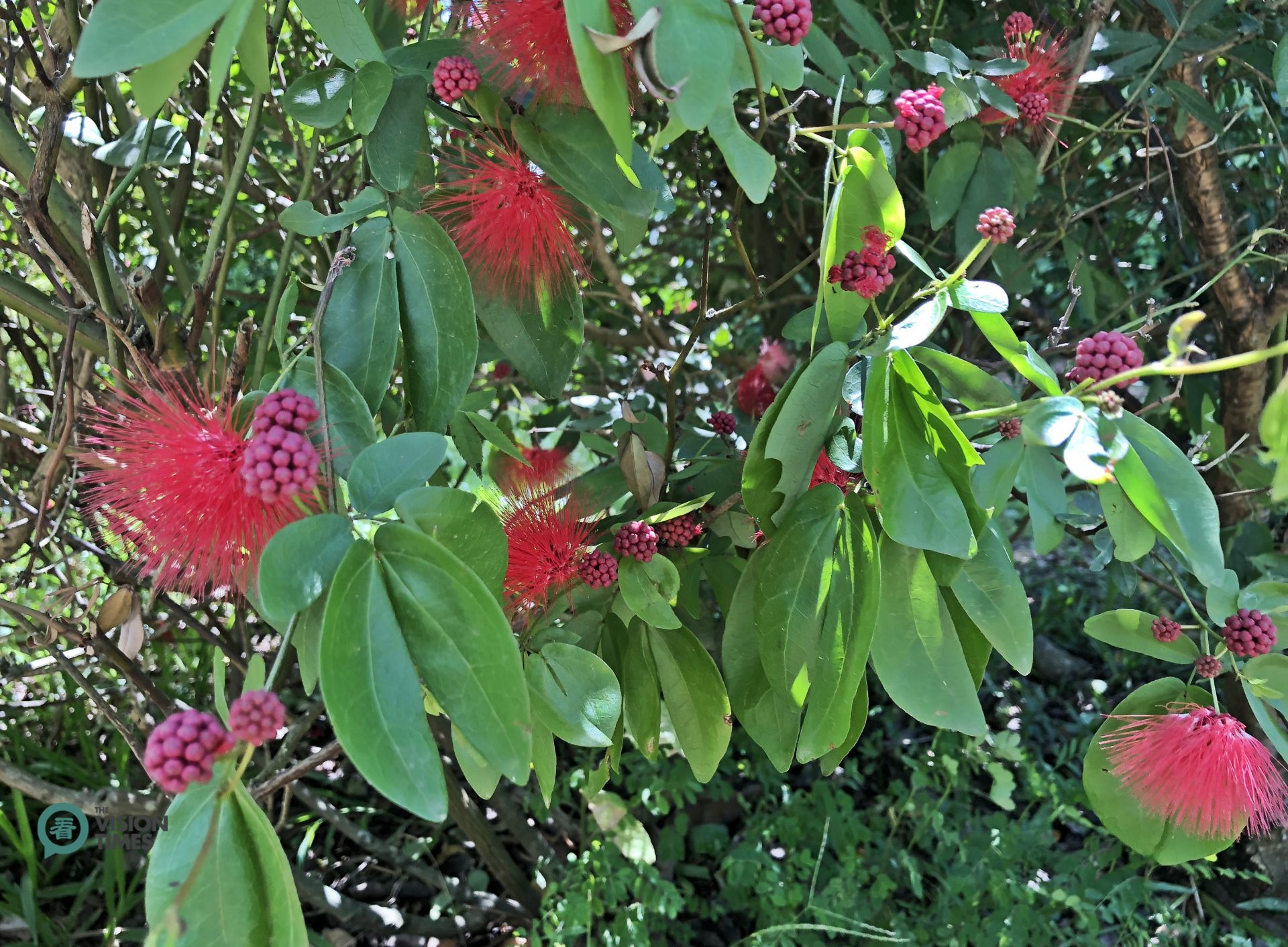 There are over 100 species of plants in Lian He Garden Leisure Farm. (Image: Billy Shyu / Vision Times)