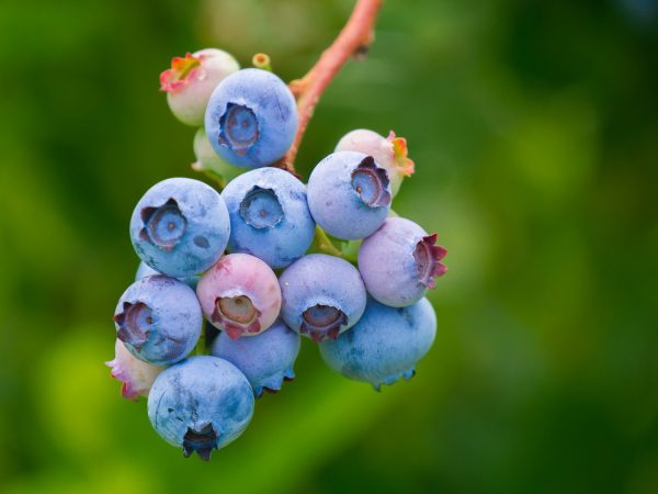 Blueberries appear to help improve memory and cognitive function in older adults. (Image: pixabay / CC0 1.0)