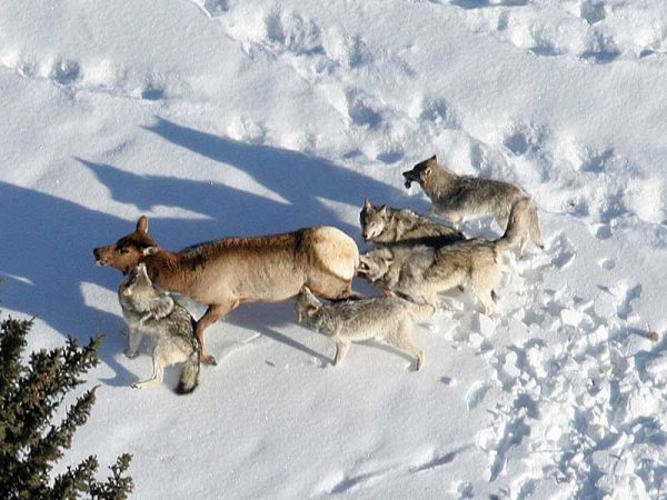 Utah State University scientists say Yellowstone wolves hunt mostly during morning and evening, allowing elk relief from predation at night and mid-day. In an Early View online article of "Ecological Monographs," the researchers discuss how elk use these lulls in wolf hunting activity to maintain access to important habitats. (Photo credit: Daniel Stahler/NPS)