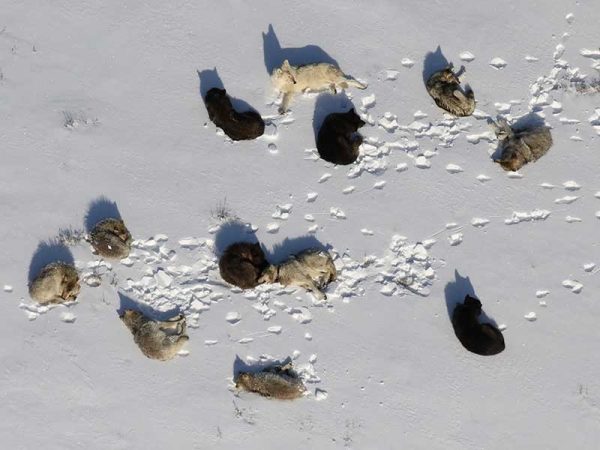 Wolves in Yellowstone spend much of the day and night resting, and elk use these times to safely forage in habitats where wolves might catch them. Utah State University scientists report findings in an Early View online article of "Ecological Monographs." (Photo credit: Daniel Stahler/NPS)