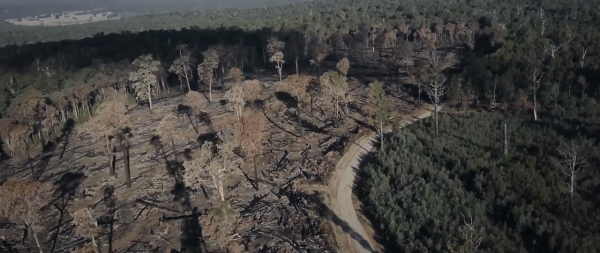 The logged forests will be more exposed and unable to protect fragile species that thrive under the canopies of the tall ancient trees. Animals are stressed and forced to move while rare plants will die. (Image: Screen Shot/ Youtube)