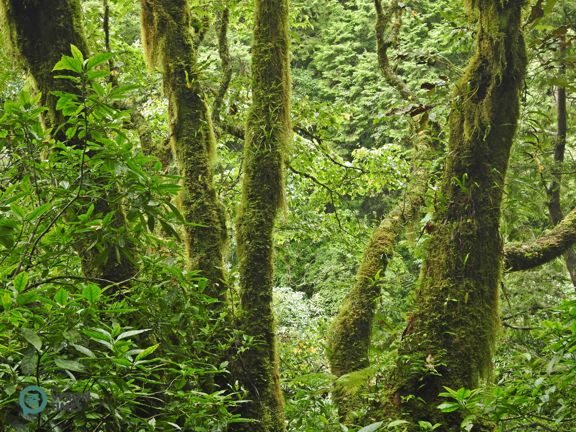 The mossy and foggy environment mixes well with the Peacock pine plantation at Tefuye. (Image: Billy Shyu / Vision Times)