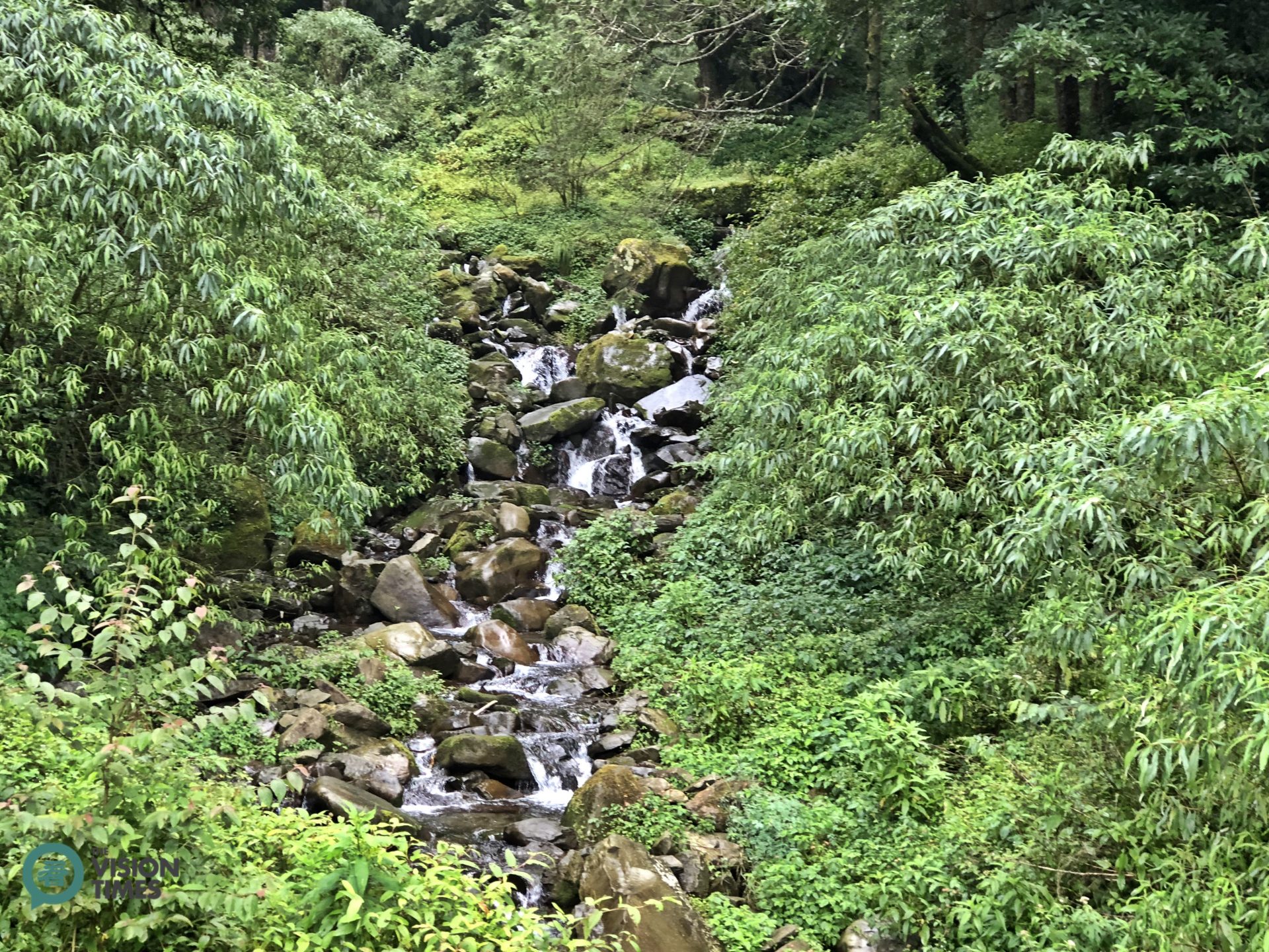Tefuye Old Tail is a great place for hikers to get a sense of the true beauty of Alishan. (Image: Billy Shyu / Vision Times)