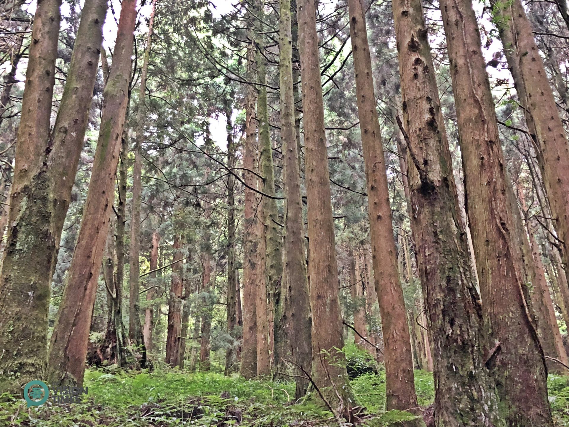 Peacock pine plantation (柳杉人工林) is one of the most typical forest forms in the Alishan National Scenic Area. (Image: Billy Shyu / Vision Times)