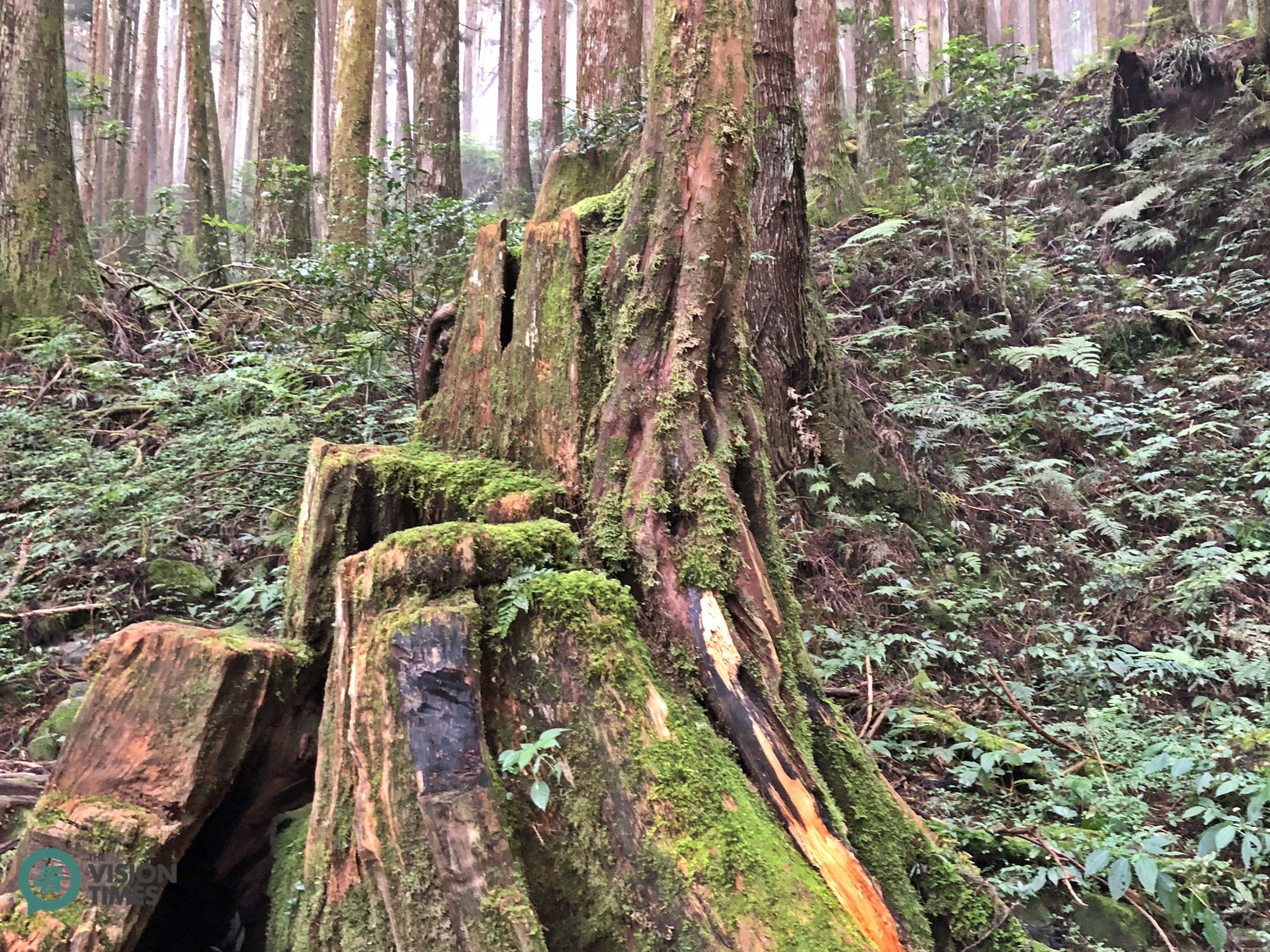 Many stumps of Taiwan red cypress can still be spotted along Tefuye Old Tail. (Image: Julia Fu / Vision times)