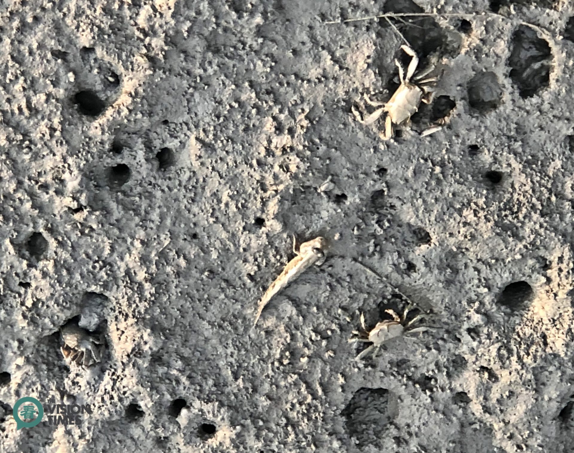Visitors can see fiddler crabs (招潮蟹) and mud-skippers (彈塗魚) around the walking platform in the Gaomai Wetland. (Image: Julia Fu / Vision Times)