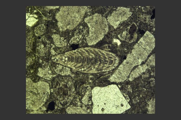 Photomicrograph (microscope slide photo) showing a Permian foraminifer fossil (center) surrounded by volcanic ash within the latest Permian layer immediately below the extinction horizon at Penglaitan. Foraminifers are single-celled marine organisms with characteristic multichambered shells. (Image: Image: Shuzhong Shen)