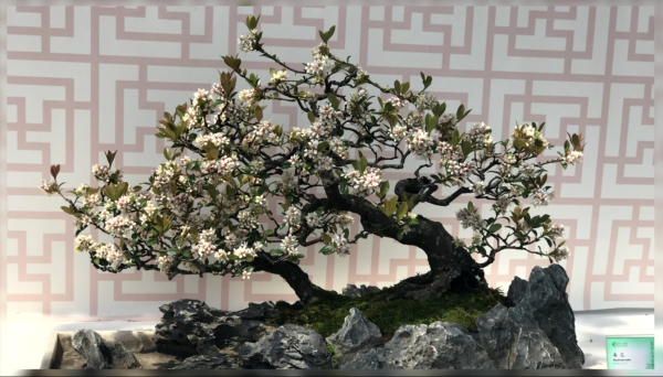 bonsai