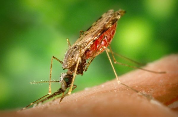 mosquito-1016254_1280