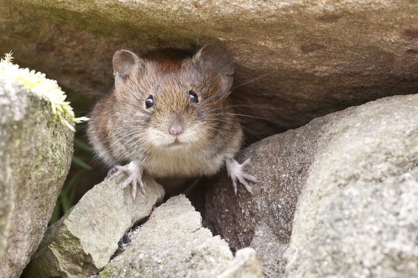 mouse-1974360_1280