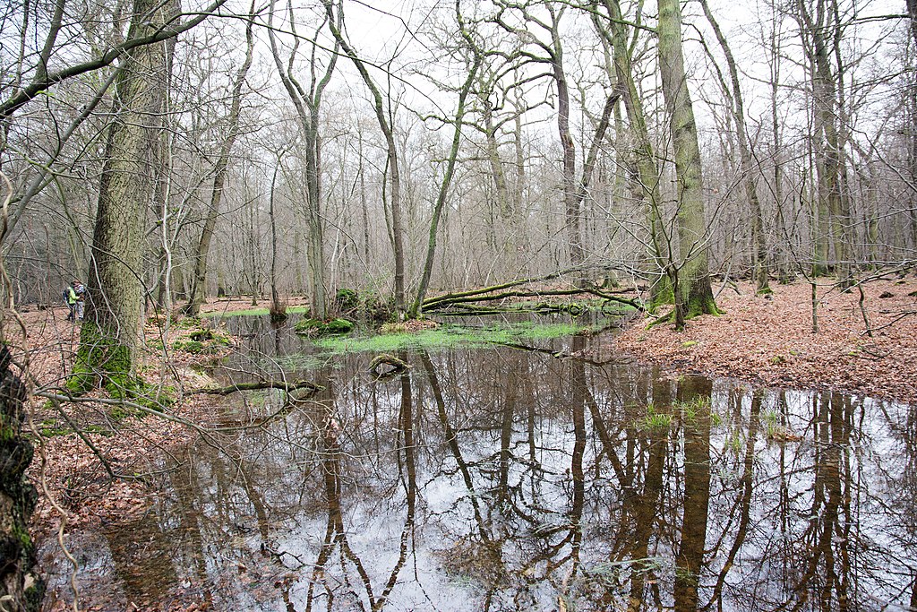 1024px-Hambacher_Forst_2016_LBA_4703