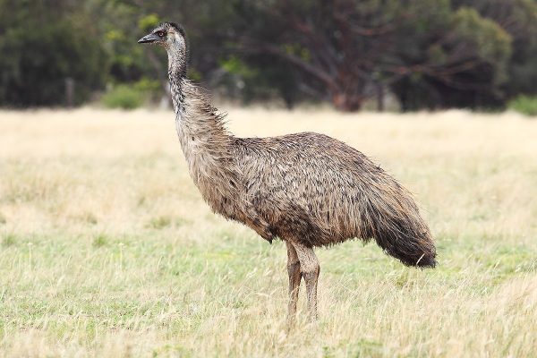 Though the emu is a bird native to Australia, very few people have actually tried the bird’s eggs. (Image: wikimedia / CC0 1.0)
